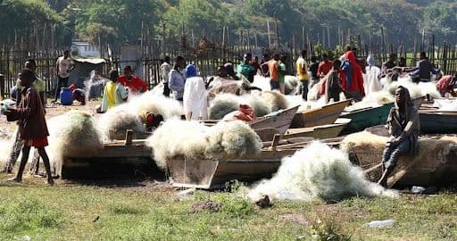 የዓሳ አስጋሪዎች ህይወት በሐዋሳ!