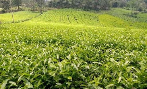 በማዳበሪያ ዋጋ ንረት ምክንያት ከ380 በላይ የሻይ ቅጠል አልሚ አርሶ አደሮች ስራ አቆሙ