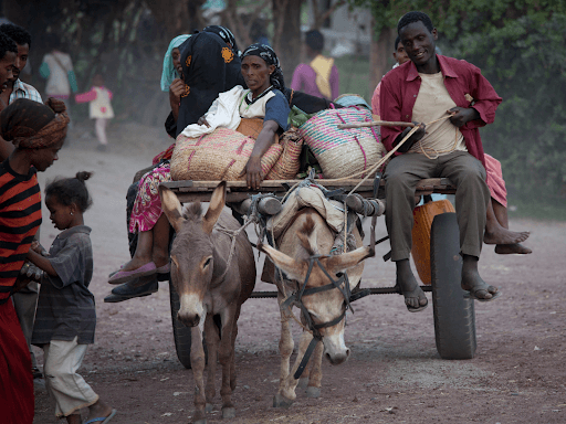 የኢትዮጵያን የብዝሓ ህይወት አደጋ ላይ ይጥላል የተባለው የአህያ ቄራ 